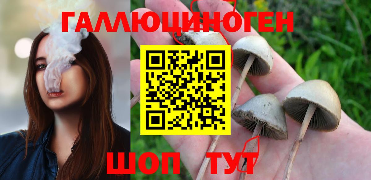 Галлюциногенные грибы Psilocybine cubensis Братск
